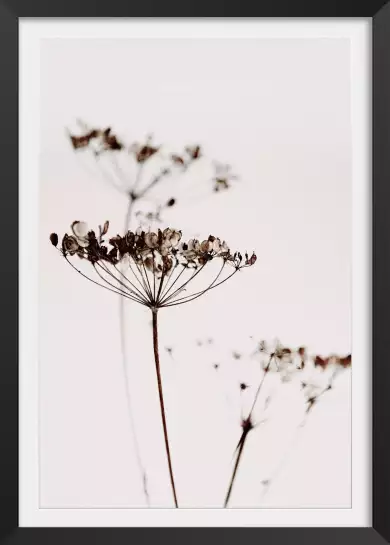 Allium ter - affiche fleurs