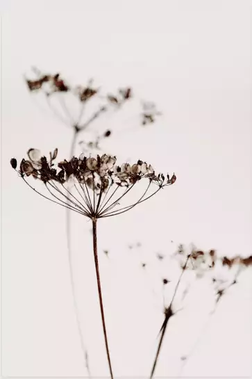 Allium ter - affiche fleurs
