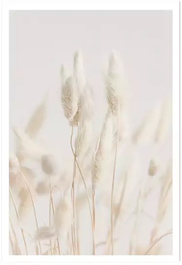 Blés blancs - affiche fleurs