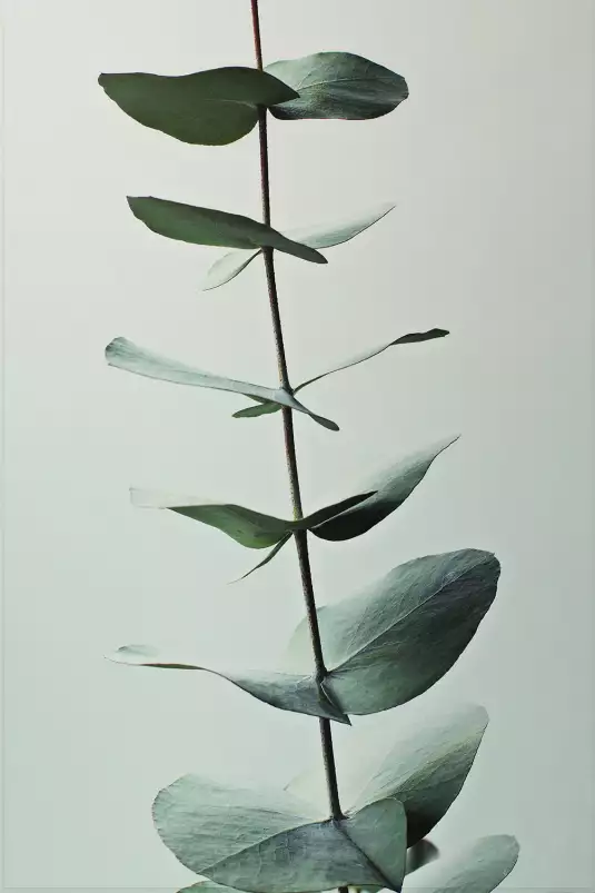 Vert d'eau - fleur tableau