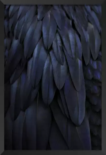 Robe noire - affiche oiseaux tropicaux