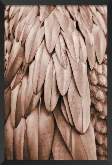 Velours - affiche oiseaux tropicaux