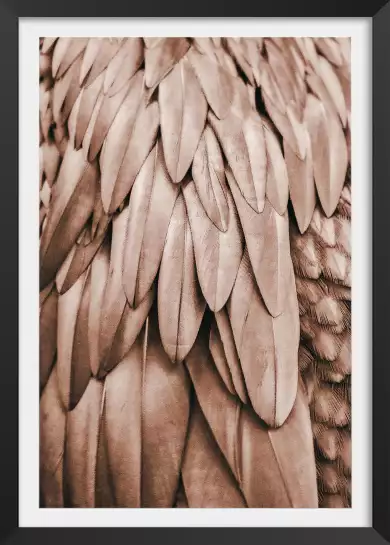 Velours - affiche oiseaux tropicaux