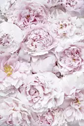 Tapis rose - affiche de fleurs