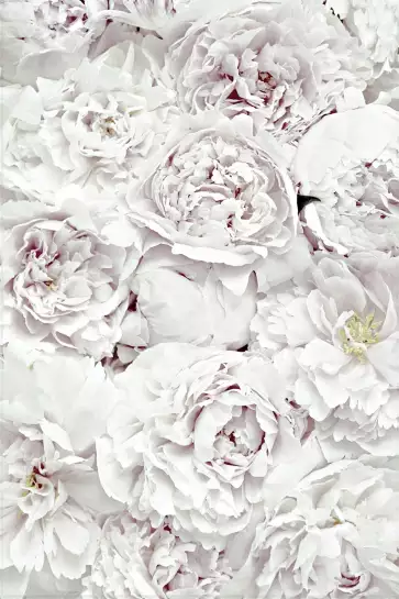 Tapis blanc - affiche de fleurs