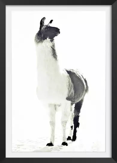 Black and white - affiche animaux