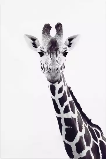 Girafe noire - affiche animaux