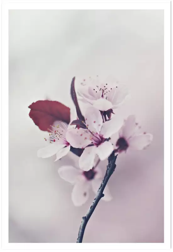 Cerises - affiche de fleurs