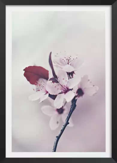 Cerises - affiche de fleurs