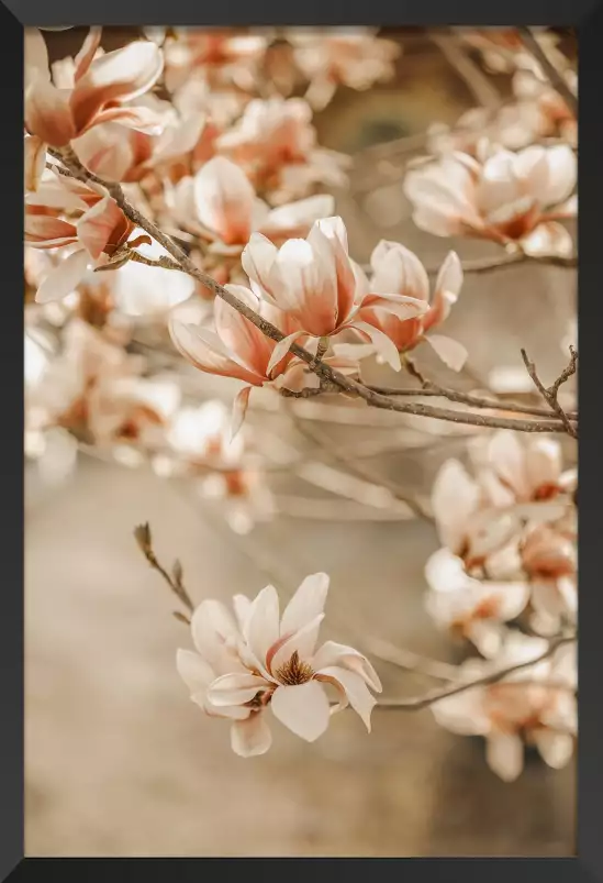 Douceur printanière - affiche fleurs