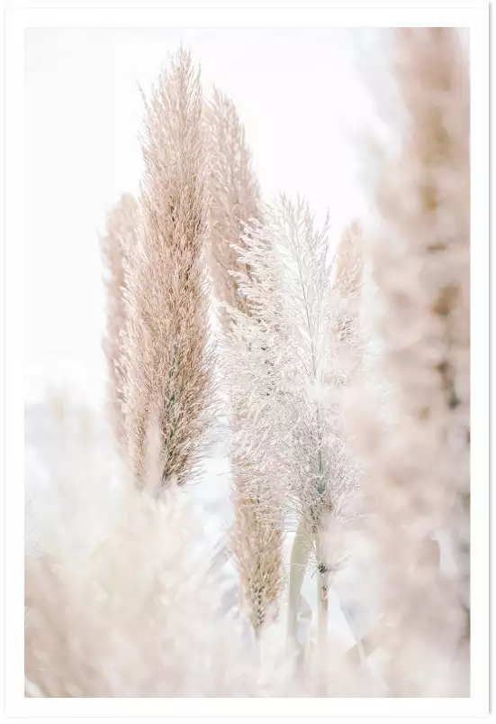 Pampa du matin - poster plantes