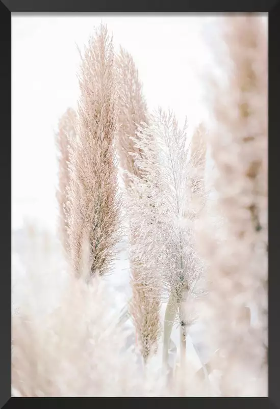 Pampa du matin - poster plantes