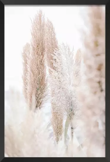 Pampa du matin - poster plantes