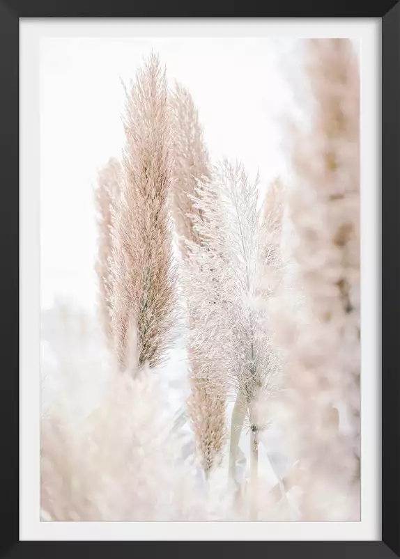 Pampa du matin - poster plantes