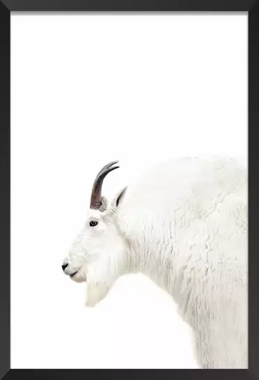 Chèvre des montagnes - affiche animaux
