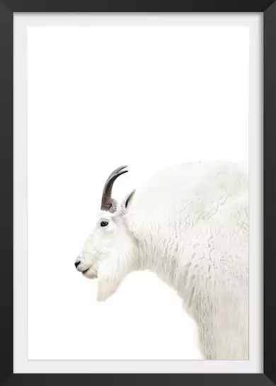 Chèvre des montagnes - affiche animaux