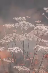 Souffle - poster plantes