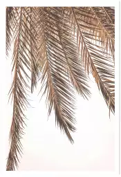 A l'ombre - palmier