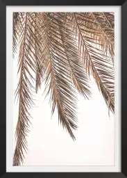 A l'ombre - palmier