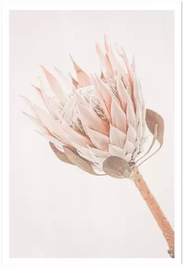 Protea - poster fleurs