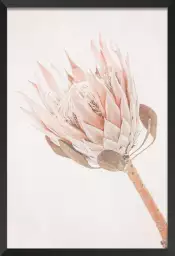 Protea - poster fleurs