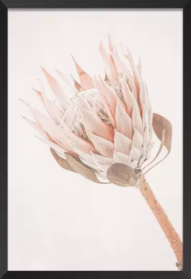 Protea - poster fleurs