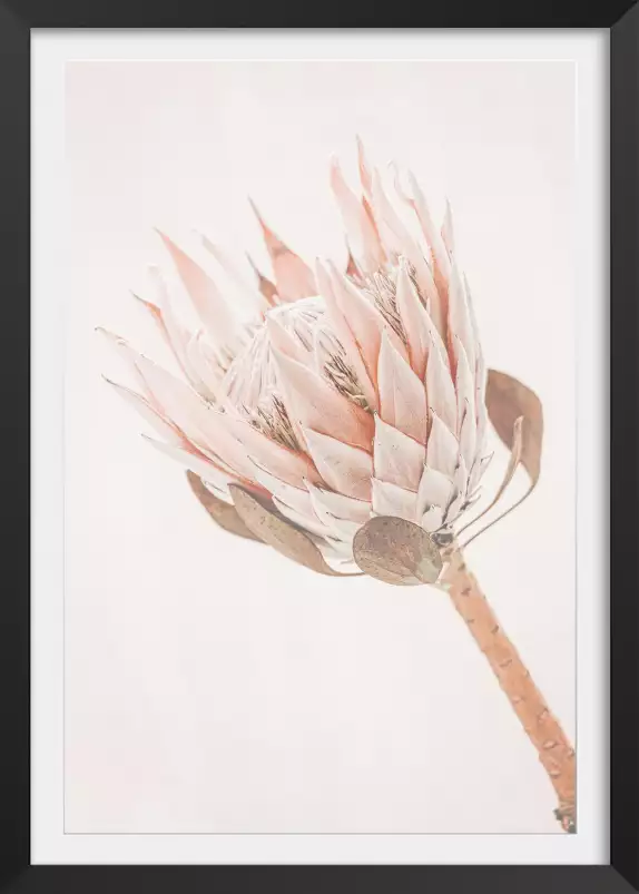 Protea - poster fleurs