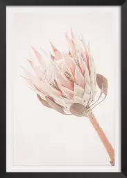 Protea - poster fleurs