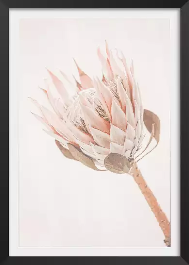 Protea - poster fleurs