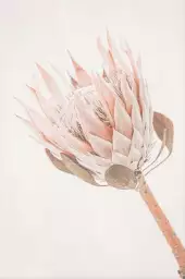 Protea - poster fleurs