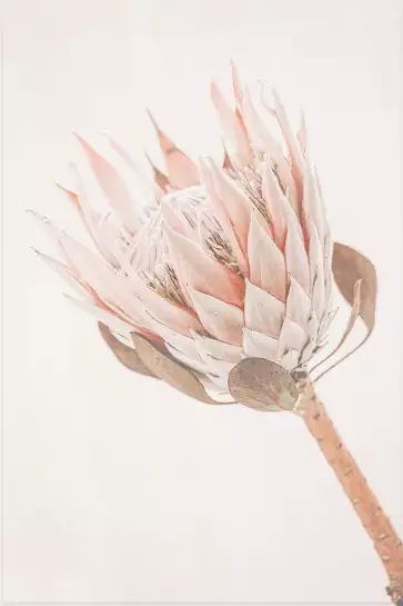 Protea - poster fleurs