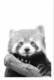 Panda roux - affiche animaux