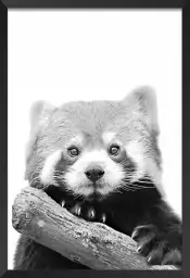 Panda roux - affiche animaux