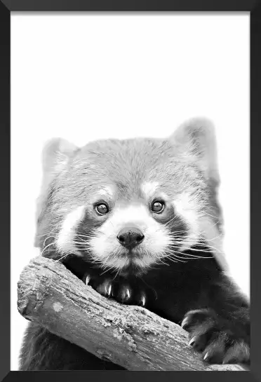 Panda roux - affiche animaux