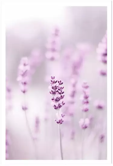 Lavande violette - cadre fleur