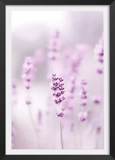 Lavande violette - cadre fleur