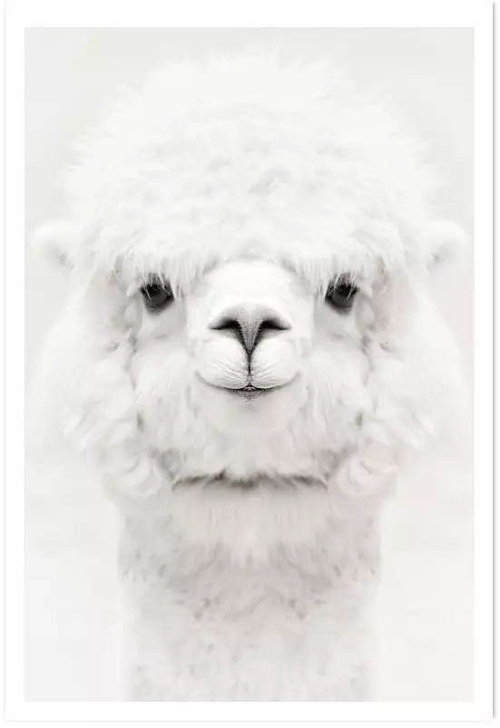 Perfect lama - affiche animaux