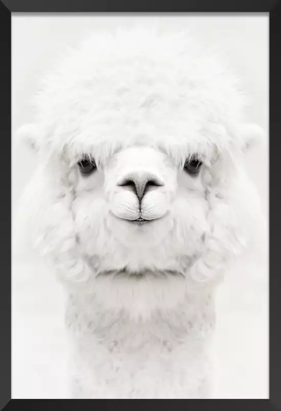 Perfect lama - affiche animaux