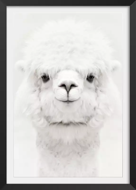 Perfect lama - affiche animaux