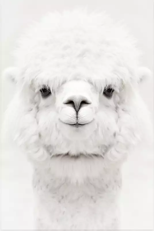 Perfect lama - affiche animaux