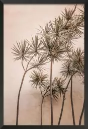 Yucca marocain - tableau plante