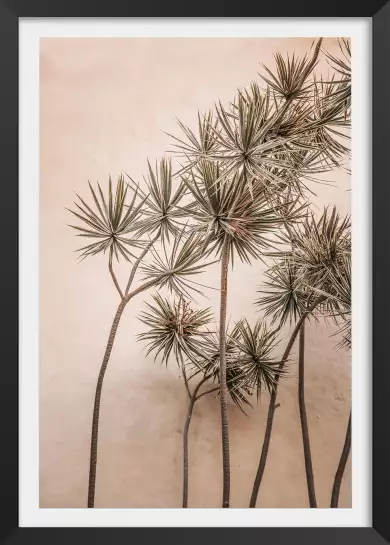 Yucca marocain - tableau plante