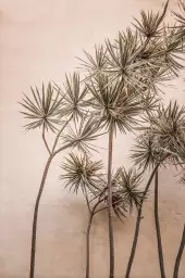 Yucca marocain - tableau plante
