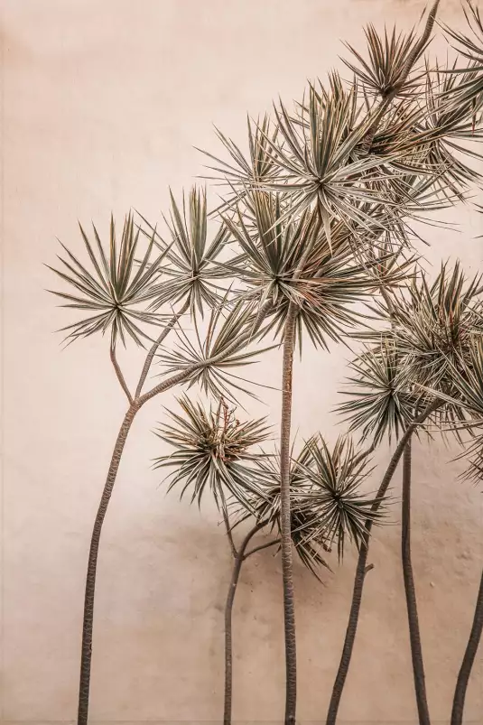 Yucca marocain - tableau plante