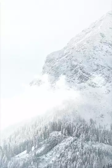 Mélèzes enneigés - affiche montagne