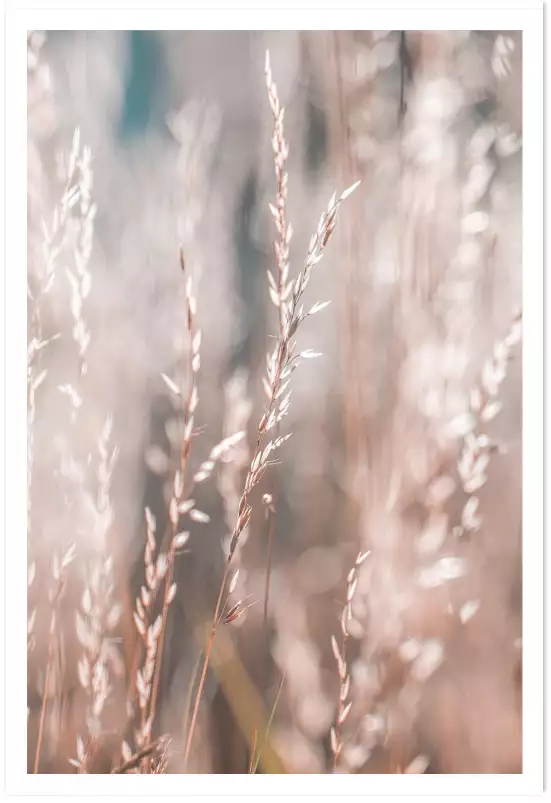 Céréale au matin - tableau plante