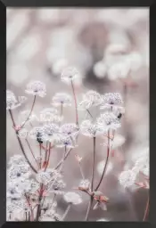 Akènes - affiche fleurs