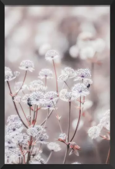 Akènes - affiche fleurs