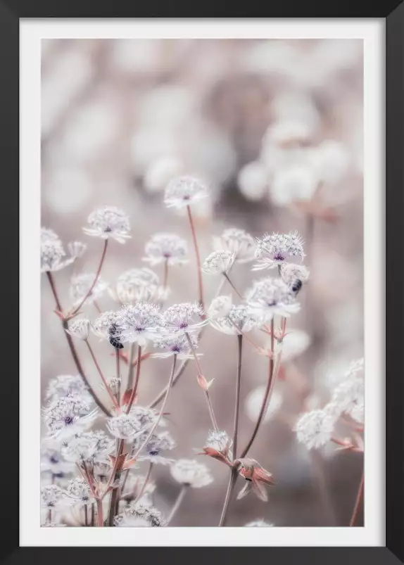 Akènes - affiche fleurs