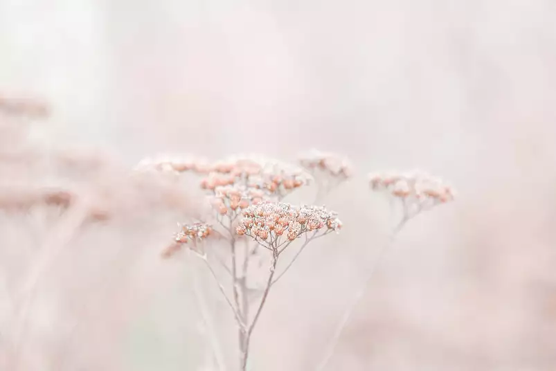 Fleurs séchées rosées - plante dorée